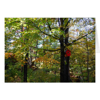 Bosque otoñal del norte de Orntario