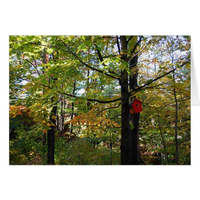 Bosque otoñal del norte de Orntario (Anverso (Horizontal))