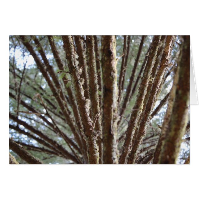 Bosque para los árboles (Anverso (Horizontal))