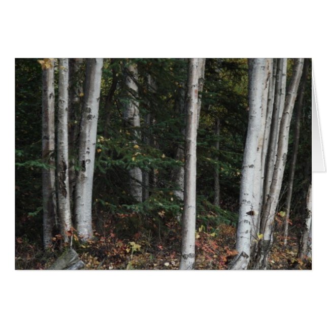 Bosque para los árboles de Logan Guinn (Anverso (Horizontal))