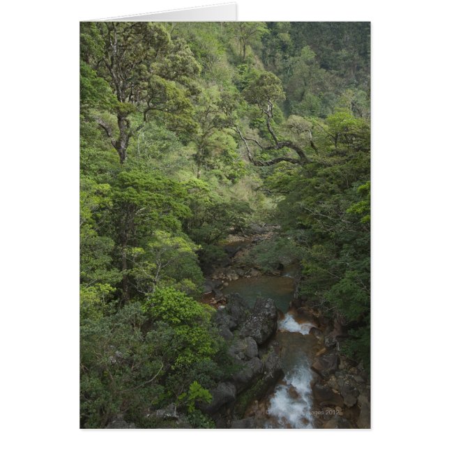 Bosque tropical, Miravalles, Cordillera de (Frente)