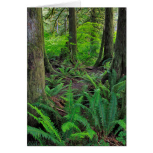 Bosque Verde Exuberante Escénico