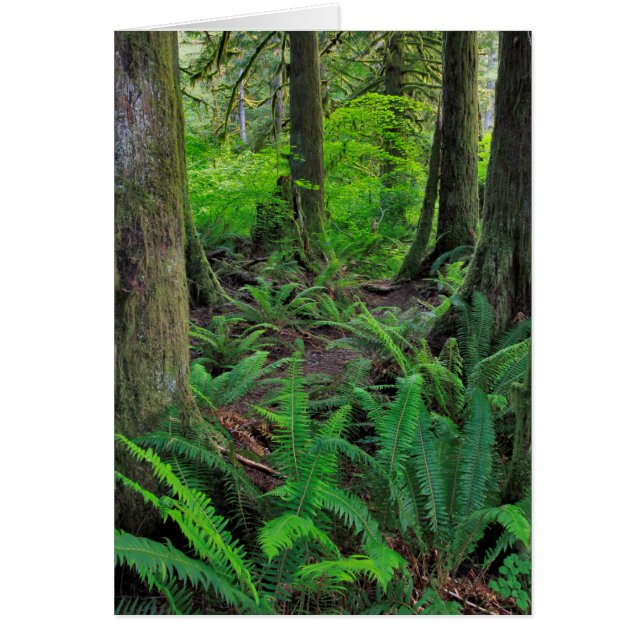 Bosque Verde Exuberante Escénico (Frente)