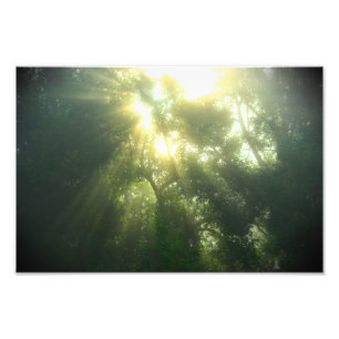 Bosque Verde Profundo - Impresión fotográfica