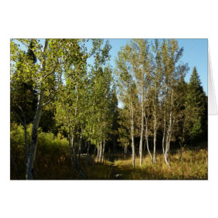 Bosques de algodón a lo largo de Moose Ponds Trail