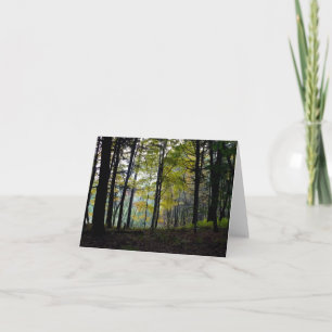 Bosques místicos en el desfiladero de Quechee