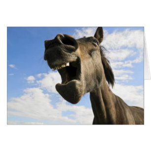 bostezo de caballo