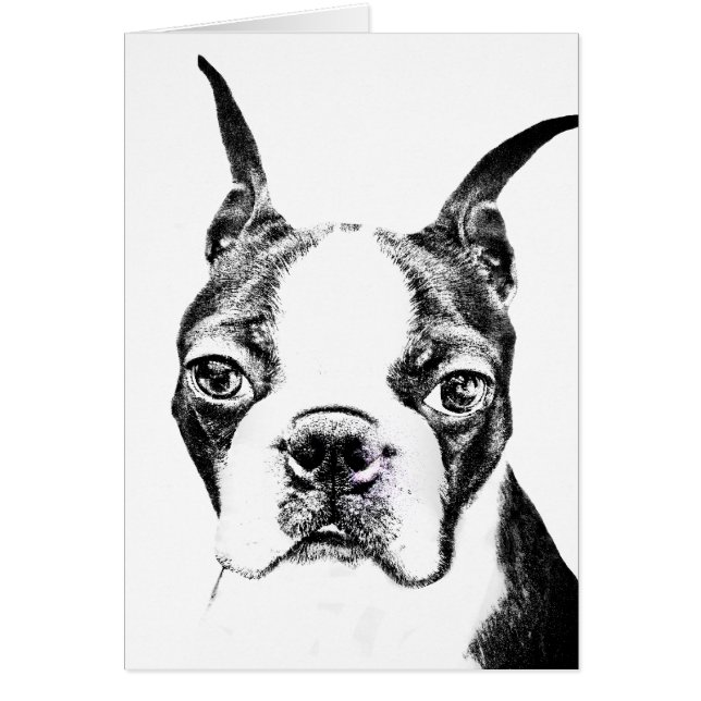 Boston Terrier (Frente)