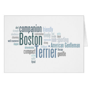 Boston Terrier