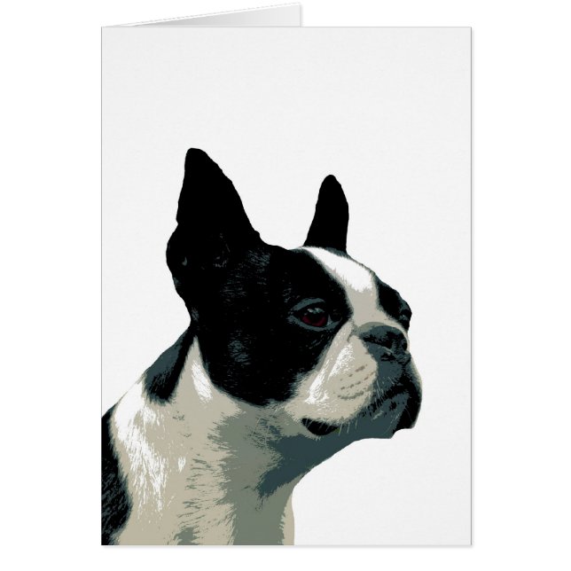 boston terrier (Frente)