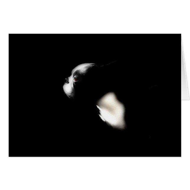 Boston Terrier (Anverso (Horizontal))