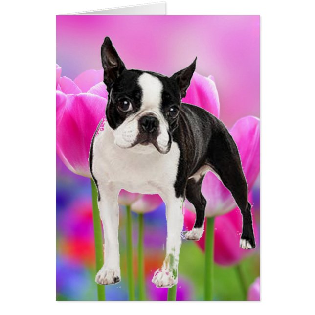 Boston Terrier (Frente)
