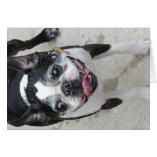 Boston Terrier