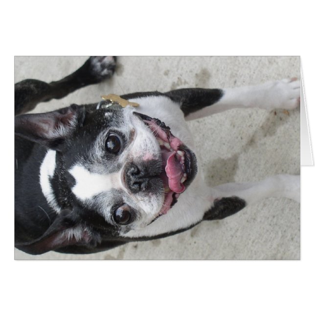 Boston Terrier (Anverso (Horizontal))