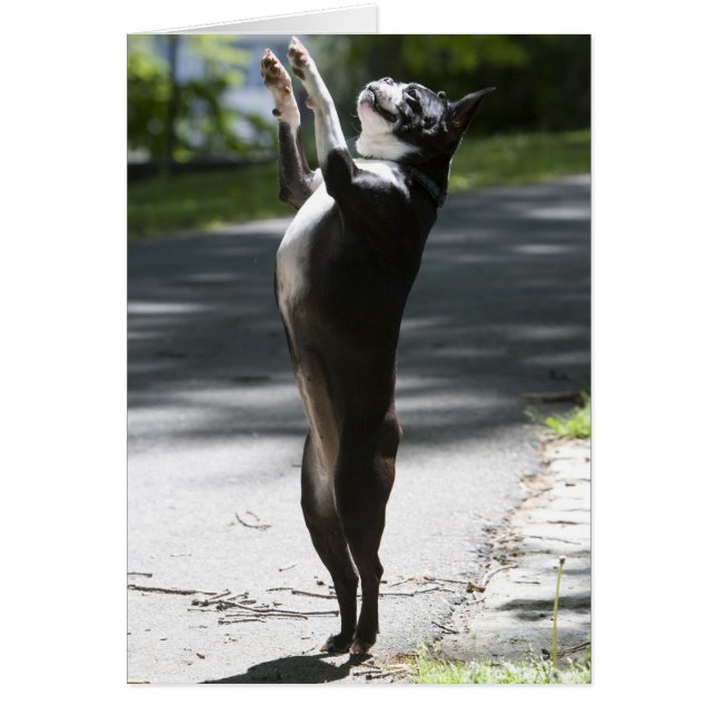 Boston Terrier 2 (Frente)