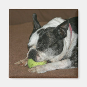 Boston Terrier con la pelota de tenis - imán de l