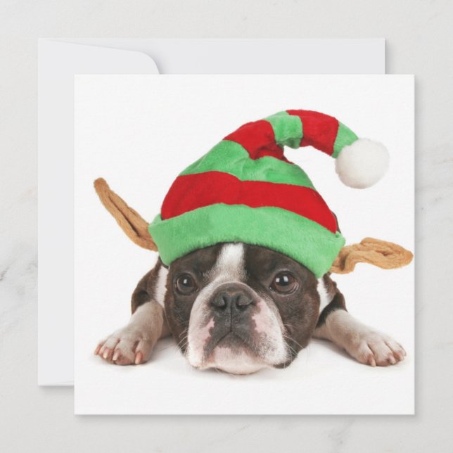 Boston Terrier Con Un Gorra Navidad (Anverso)