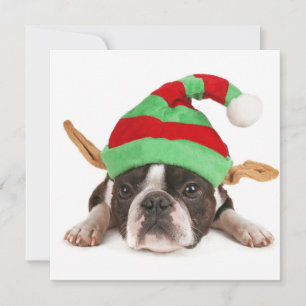 Boston Terrier Con Un Gorra Navidad