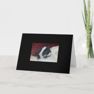 Boston Terrier consigue la tarjeta bien
