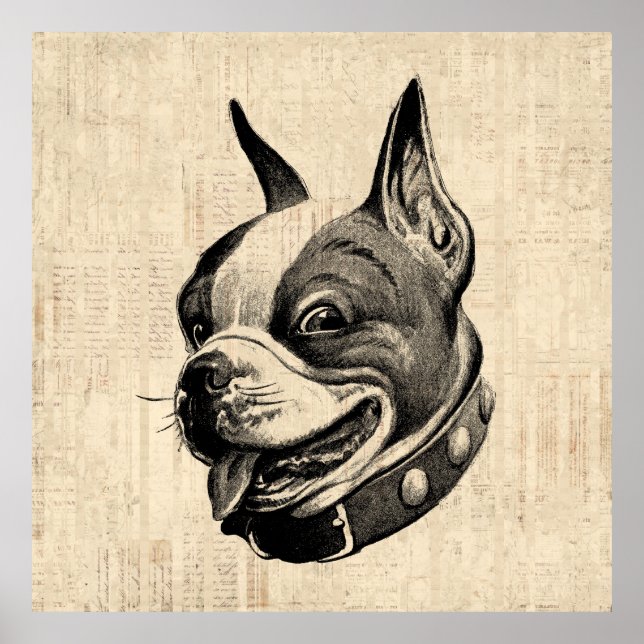 Boston Terrier Dog Cute Mascota Perro Arte Antiguo (Frente)