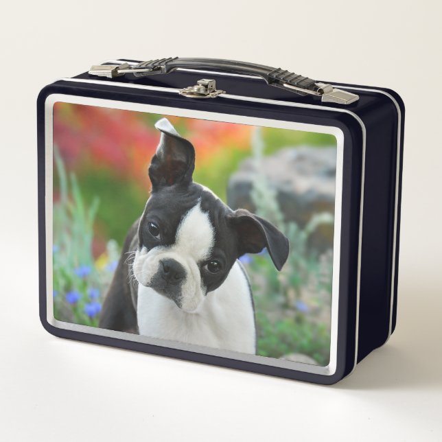 Boston Terrier Dog Cute Puppy Cabeza Animal Foto . (Anverso)