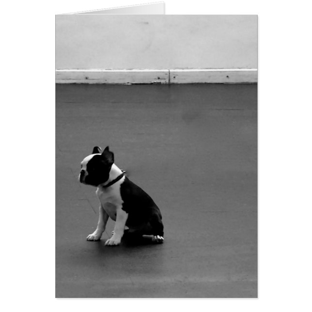 Boston Terrier DRU 2 (Frente)