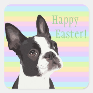 Boston Terrier Easter quiere Pegatinas Pastel