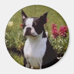 Boston Terrier en el imán del jardín