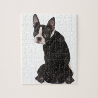 Boston Terrier que le mira rompecabezas con la