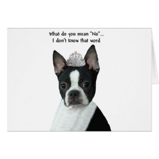 Boston Terrier: ¿Qué Quieres Decir "No"?