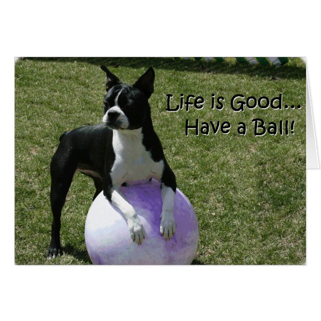 Boston Terrier: ¡Tengan una pelota! (Anverso (Horizontal))