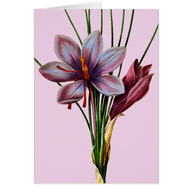 Botánica: Saffron (Frente)