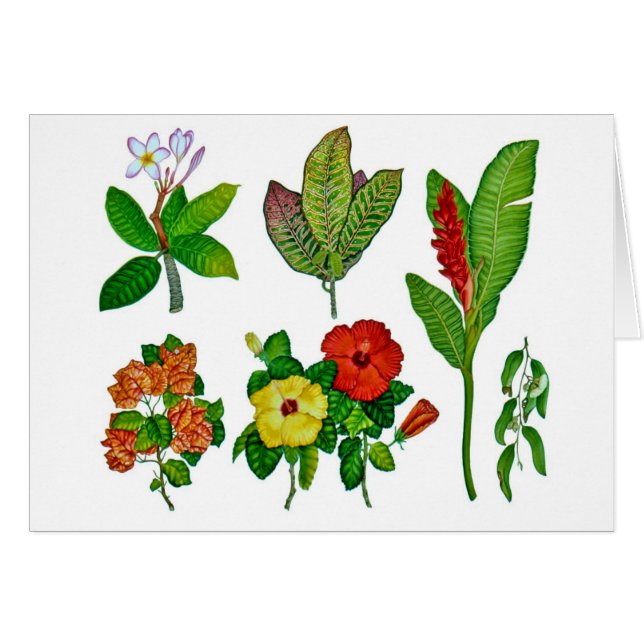 Botanicals tropical hawaiano (Anverso (Horizontal))