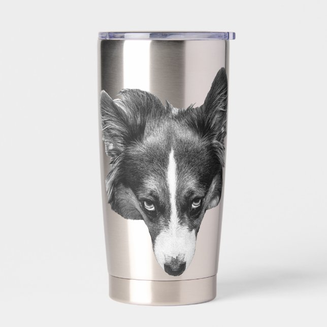 Botella Aislada mirada suave corgi tranquilo (Izquierdo)