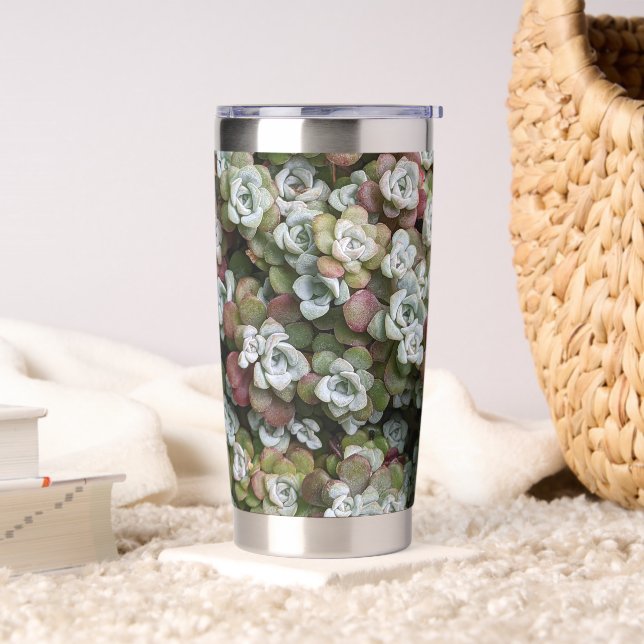 Botella Aislada Sedum Spathulifolium Stonecrop Botánico (Sala de estar)