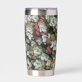 Botella Aislada Sedum Spathulifolium Stonecrop Botánico