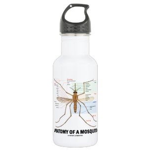 Botella De Agua Anatomía de un mosquito (entomología)