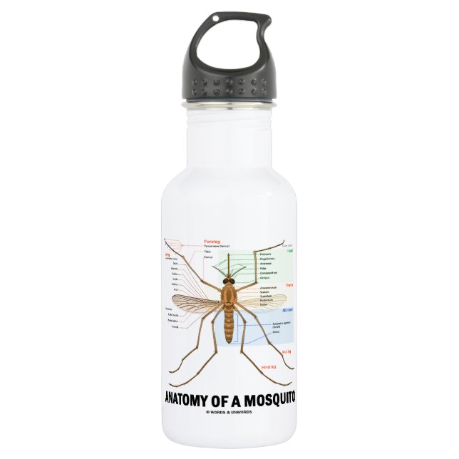 Botella De Agua Anatomía de un mosquito (entomología) (Anverso)