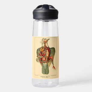 Botella De Agua Anatomía de una paloma
