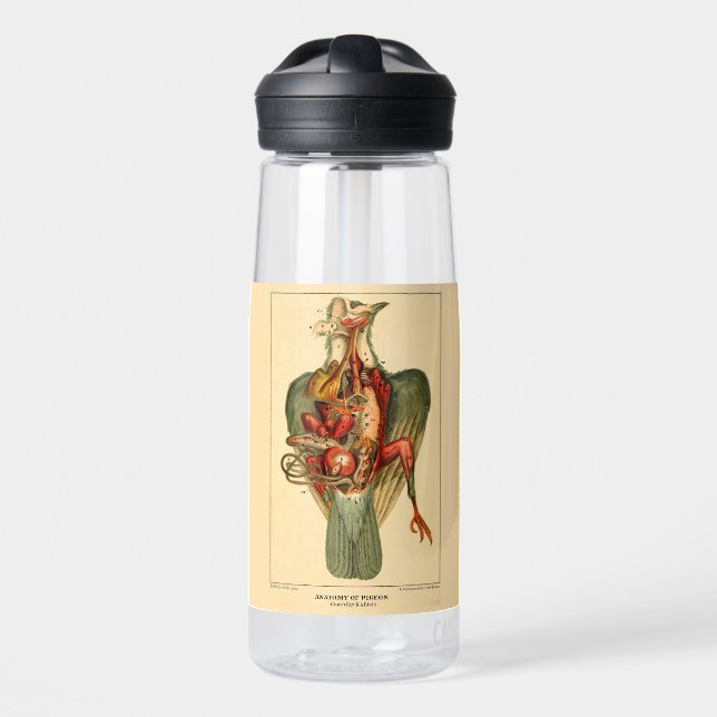 Botella De Agua Anatomía de una paloma (Delante)