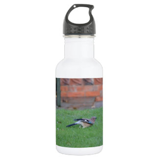 Botella De Agua Arrendajo común