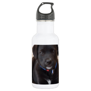 Botella De Agua Cachorro de Labrador Negro
