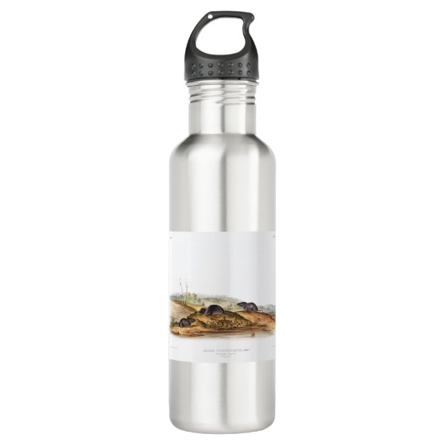 Botella De Agua Carolina Shrew House Mouse Chica Boy Room (Anverso)