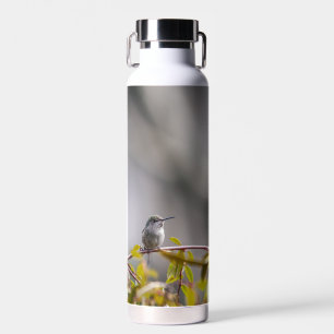 Botella De Agua Colibrí 3346