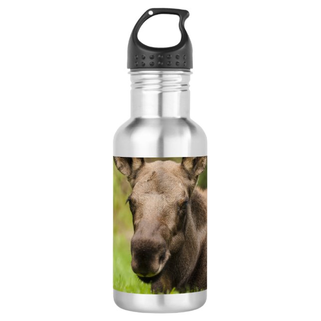 Botella De Agua Curioso Moose (Anverso)