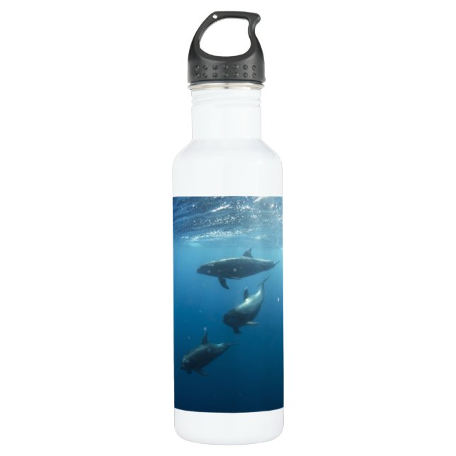 Botella De Agua Dolphin Family Underwater (Anverso)