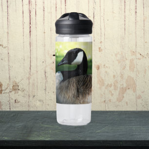 Botella De Agua Foto de fauna de ganso de Canadá en reposo