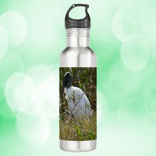 Botella De Agua Foto de Wood Stork Bird Wetlands