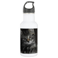 Gatito del chapucero