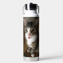 Gato